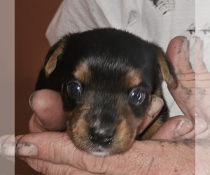 Yorkshire Terrier Puppy for sale in GREENEVILLE, TN, USA