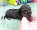 Small #4 Dachshund