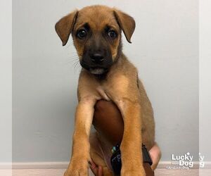 Carolina Dog-Unknown Mix Dogs for adoption in Washington, DC, USA