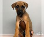 Zoe - Female Carolina Dog-Unknown Mix Dog for Adoption - Small photo