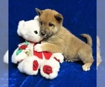 Puppy 1 Alaskan Klee Kai-Shiba Inu Mix