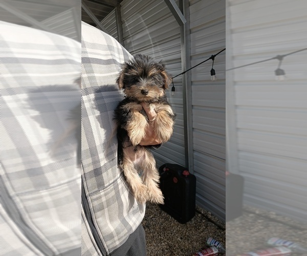 Medium Photo #30 Yorkshire Terrier Puppy For Sale in BENSON, NC, USA