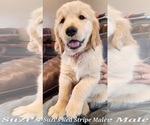 Small Photo #1 Golden Retriever Puppy For Sale in KINGMAN, AZ, USA
