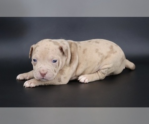 American Bully Puppy for sale in CHAMPAIGN, IL, USA
