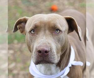 American Staffordshire Terrier-Unknown Mix Dogs for adoption in San Antonio, TX, USA