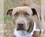 Small American Staffordshire Terrier Mix