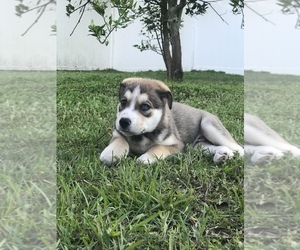 English Bulldog-Siberian Husky Mix Puppy for sale in SAINT CLOUD, FL, USA