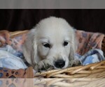 Small #2 English Cream Golden Retriever