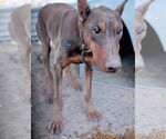 Small #2 Doberman Pinscher