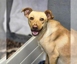 Labrador Retriever-Unknown Mix Dogs for adoption in San Diego, CA, USA
