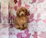 Puppy Girl 5 Poodle (Toy)