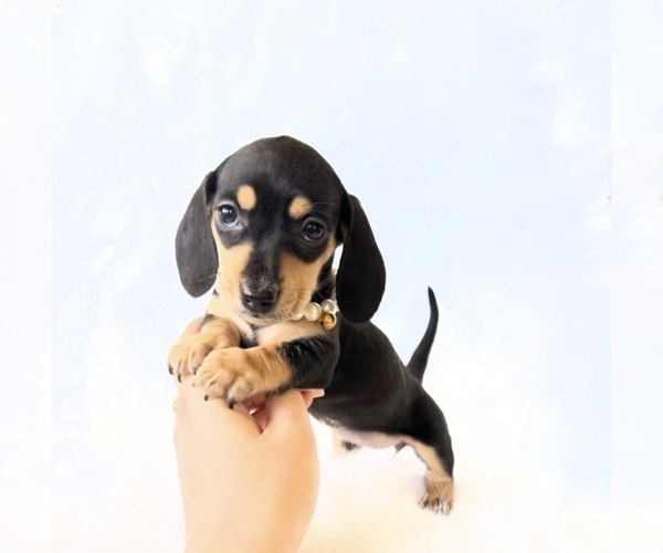Medium Photo #8 Dachshund Puppy For Sale in DAVIS, CA, USA