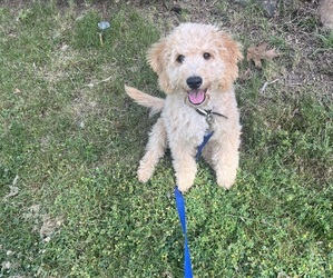 Goldendoodle (Miniature) Puppy for Sale in LAKE ORION, Michigan USA
