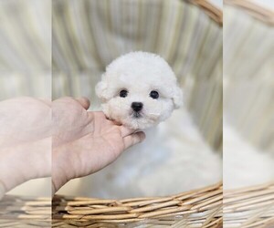 Poodle (Toy) Puppy for Sale in Uijeongbu-si, Gyeonggi-do Korea, South