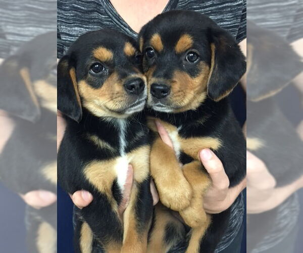 Medium Photo #9 Beagle-Unknown Mix Puppy For Sale in Oakhurst, NJ, USA