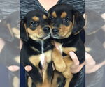 Small #8 Beagle Mix