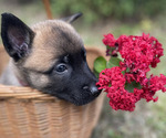 Small #3 Belgian Malinois