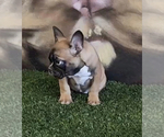 Small Photo #14 French Bulldog Puppy For Sale in BALBOA, CA, USA