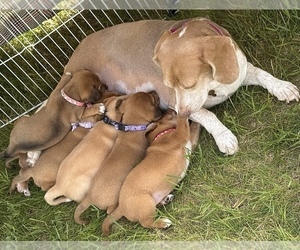 Beagle-Shiba Inu Mix Litter for sale in TWO RIVERS, WI, USA