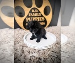 Small #1 Cavapoo (Miniature)