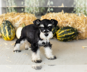 Medium Schnauzer (Miniature)