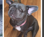 Small Photo #1 French Bulldog Puppy For Sale in FOREST PARK, IL, USA