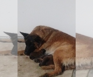 Mother of the Belgian Malinois puppies born on 05/26/2019