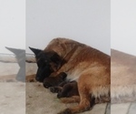 Small Photo #1 Belgian Malinois Puppy For Sale in OAK HILLS, CA, USA