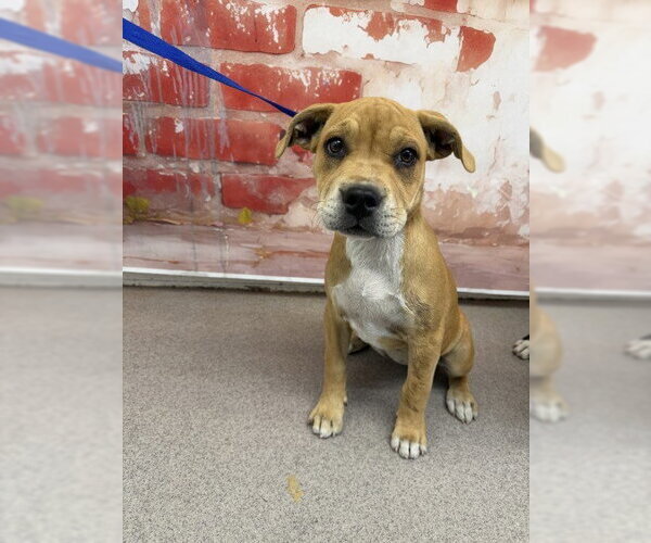 Medium Photo #1 Mutt Puppy For Sale in San Bernardino, CA, USA