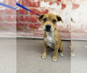 Mutt Dogs for adoption in San Bernardino, CA, USA