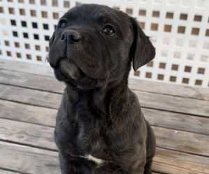 Cane Corso Puppy for sale in PERRIS, CA, USA