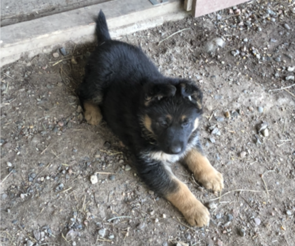 Medium Photo #2 German Shepherd Dog Puppy For Sale in CRANDON, WI, USA