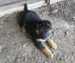 Small Photo #2 German Shepherd Dog Puppy For Sale in CRANDON, WI, USA