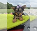 Small #8 Yorkshire Terrier
