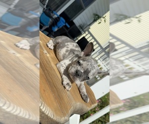 French Bulldog Puppy for sale in ELKRIDGE, MD, USA