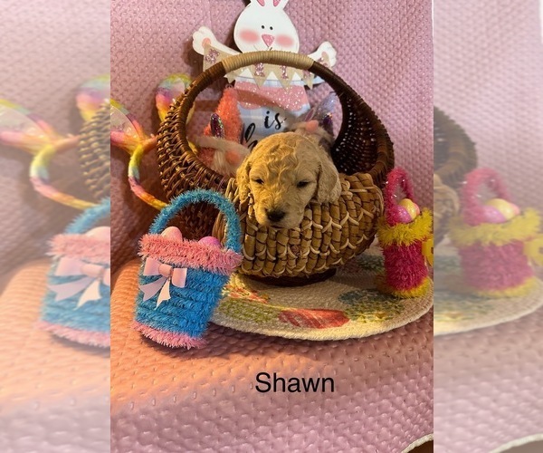 Medium Photo #2 Goldendoodle Puppy For Sale in TROY, IL, USA