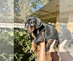Small #19 Doberman Pinscher