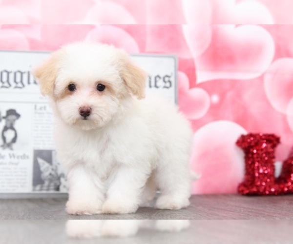 Medium Photo #5 Poochon Puppy For Sale in BEL AIR, MD, USA