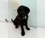 Puppy Sebastian Aussiedoodle-Labradoodle Mix