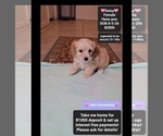 Daisy - Female Havapoo Puppy for Sale - Small photo