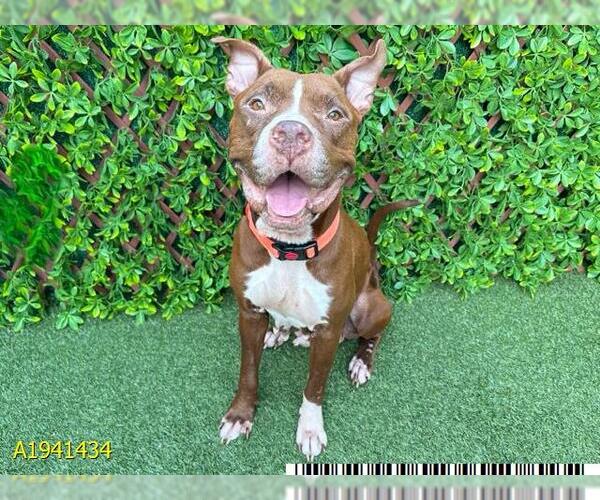 Medium Photo #2 American Pit Bull Terrier Puppy For Sale in West Palm Beach, FL, USA