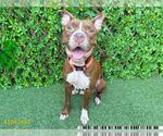 Small #1 American Pit Bull Terrier