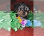 Puppy Jasper Yorkshire Terrier