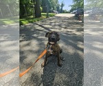 Small #3 Mutt