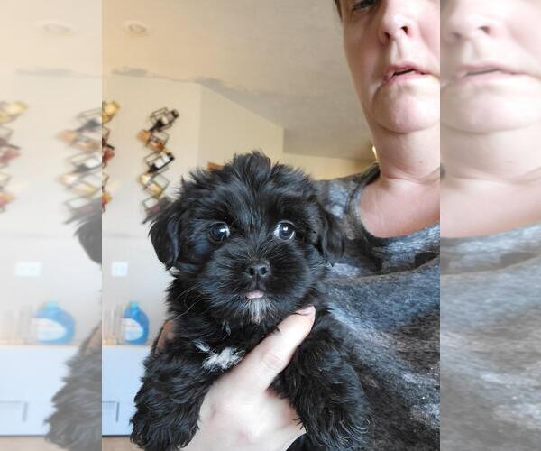 Medium Photo #1 Jarkie Puppy For Sale in BERESFORD, SD, USA