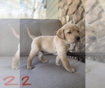 Small Photo #4 Labrador Retriever Puppy For Sale in CHICKAMAUGA, GA, USA
