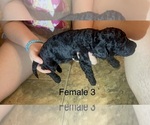 Small #5 Goldendoodle