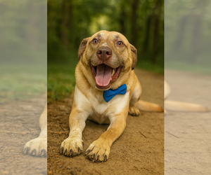 Anatolian Shepherd-Unknown Mix Dogs for adoption in Phoenix, AZ, USA