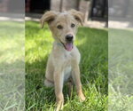 Small Golden Retriever Mix