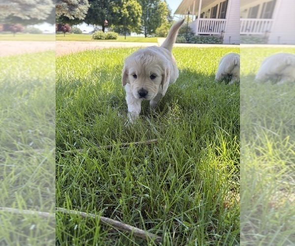 Medium Photo #2 English Cream Golden Retriever Puppy For Sale in GENOA CITY, WI, USA